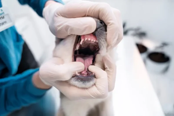 Exame Oral de nossos bichos