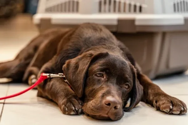 Câncer de mama em nossos bichos: cachorros e gatos