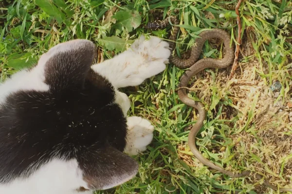 Cachorro picado por cobra: como identificar os sintomas
