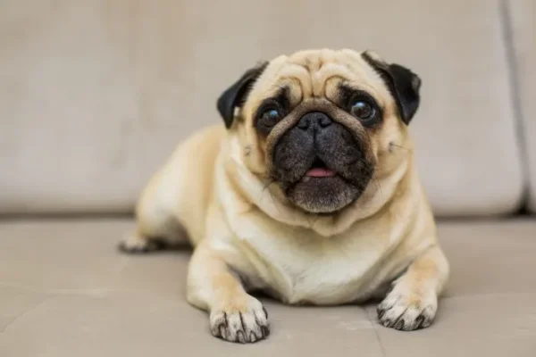 Obesidade em nossos bichos: o papel do endocrinologista veterinário